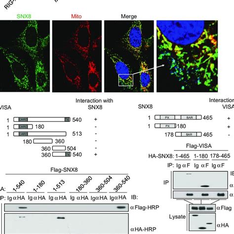 SNX8 Is Associated With VISA A Effects Of SNX8 RNAi On Activation Of