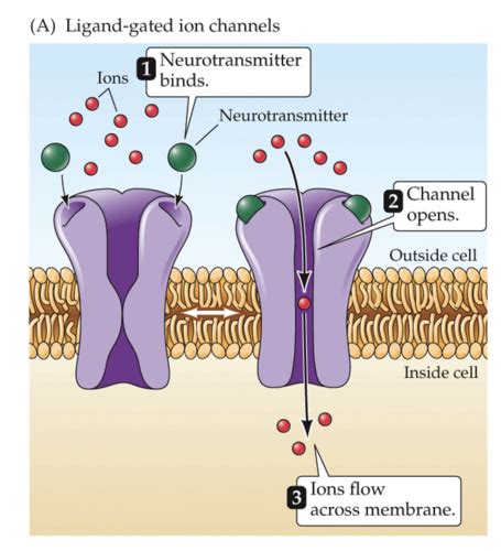 Test 1B: Neurotransmitters and Receptors Flashcards | Quizlet