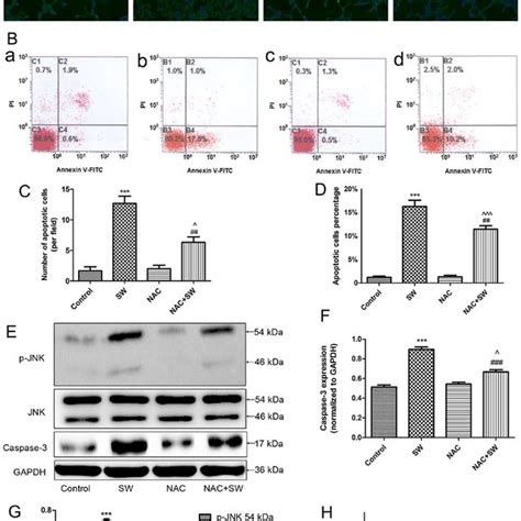 SW Inhibits Growth And Induces Apoptosis Of A549 Cells A