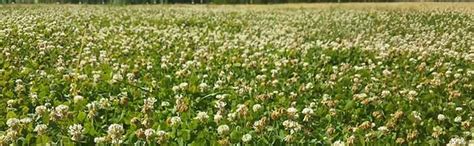 Micro Clover Lawn Pros And Cons: Should You Have Them?