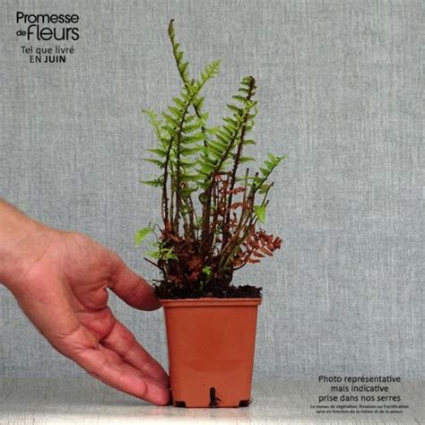 Dryopteris Affinis Fausse Foug Re M Le Grandes Frondes Persistantes