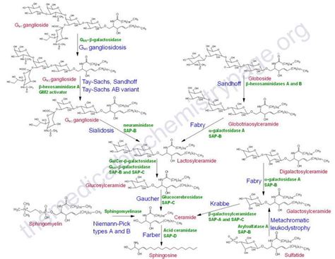 Pathways Of Sphingolipid Degradation Chemical Structure Biochemistry