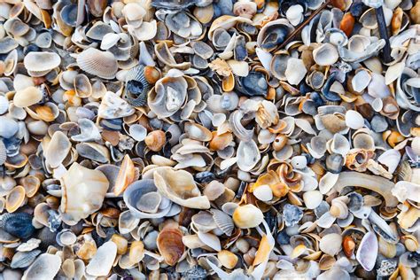 Crushed Seashells For Landscaping