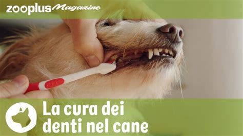 Mal Di Denti Nel Cane Scopri I Migliori Rimedi Naturali 2024