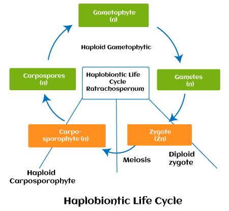 Chara Algae Life Cycle