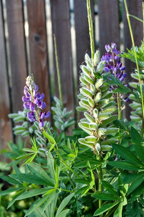 Large Leaved Lupine Lupinus Polyphyllus Stock Image Image Of Flower