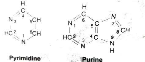 [Tamil Solution] Draw the structure of Purine & Pyrimidine.