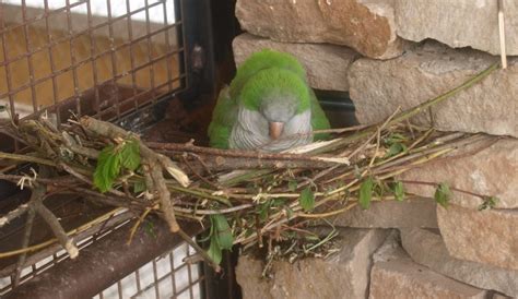 Monk parakeet - dumb nesting spot (May 2nd, 2015) - ZooChat