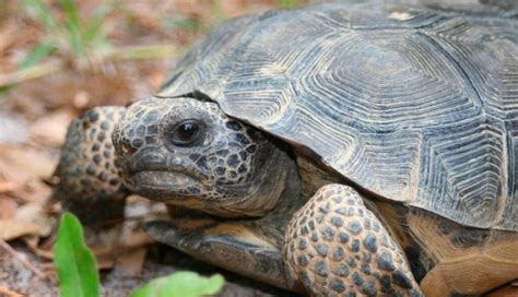 Curiosidades De Las Tortugas Encuriosidades