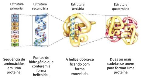 Estrutura Das Proteínas Aminoácidos Classificação E Curiosidades