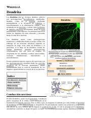 Dendrita pdf Dendrita Las dendritas del gr δένδρον déndron árbol