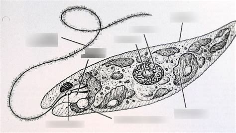 Augentierchen Euglena Diagram Quizlet