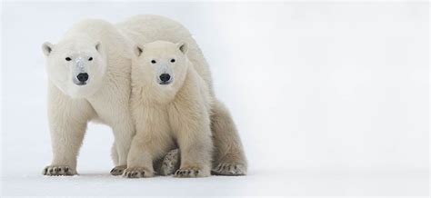 Polar Bear Photography Tours in Churchill Manitoba