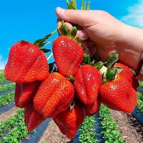 Pin de Anthonio en design | Jardín de frutas, Cultivo de hortalizas ...