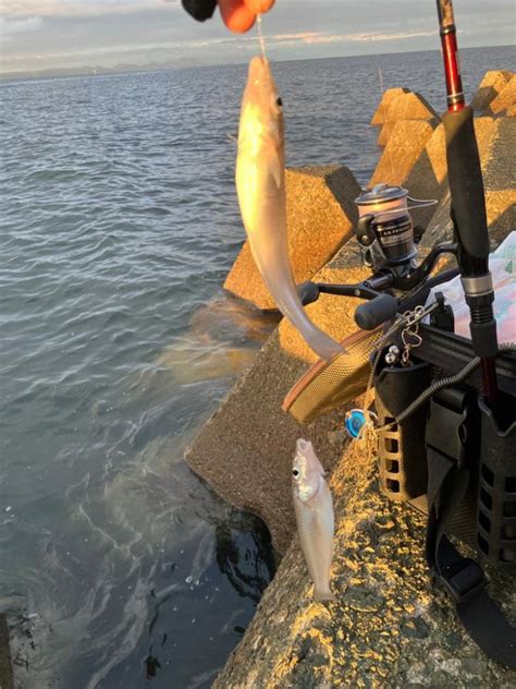 キス釣り 兵庫県瀬戸内海側 中川、揖保川 ちょい投げ キス 陸っぱり 釣り・魚釣り 釣果情報サイト カンパリ