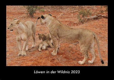 Tobias Becker Löwen in der Wildnis 2023 Fotokalender DIN A3 Kalender