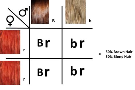 Recessive Genes Hair Color