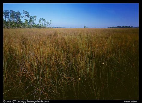 Picturephoto Sawgrass Cladium Jamaicense Everglades National Park