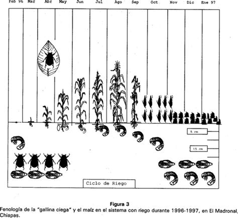 El Complejo Gallina Ciega Coleoptera Melolonthidae En El Cultivo