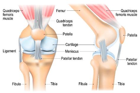 KNEE CARTILAGE REPAIR PERTH - Australian Academy of Robotic Orthopaedic Surgeons