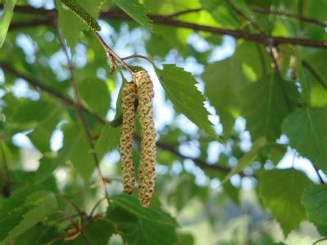 Alerte aux pollens de bouleau dans la région lyonnaise Impact FM