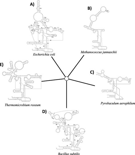 Structural variability of RNase P RNA (RNase P RNA structures were... | Download Scientific Diagram