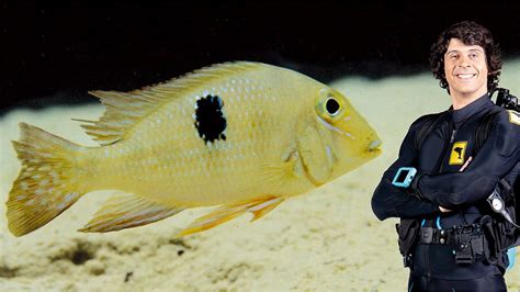 Andys Aquatic Adventures Series Andy And The Amazon Cichlid