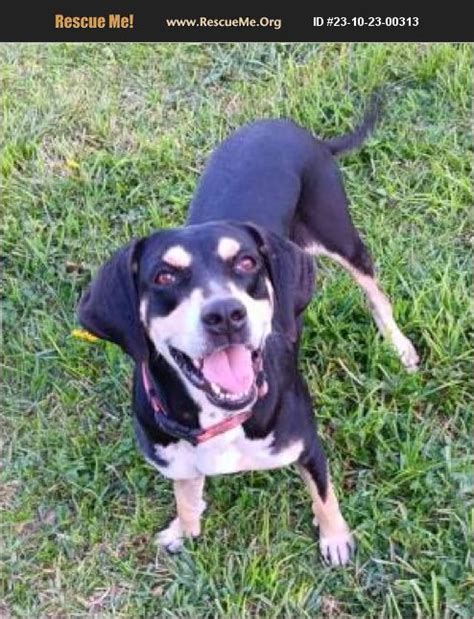 Adopt Black And Tan Coonhound Rescue Hialeah Fl