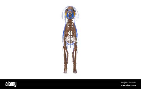 Peroneus Longus Muscle Chien Anatomie Musculaire Pour Le Concept