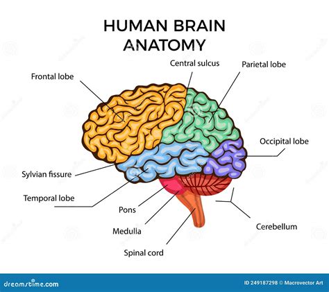 Human Brain Anatomy Stock Vector Illustration Of Cognition 249187298