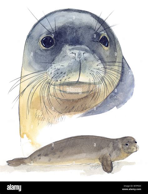 Illustration Of Mediterranean Monk Seal Monachus Monachus Head And