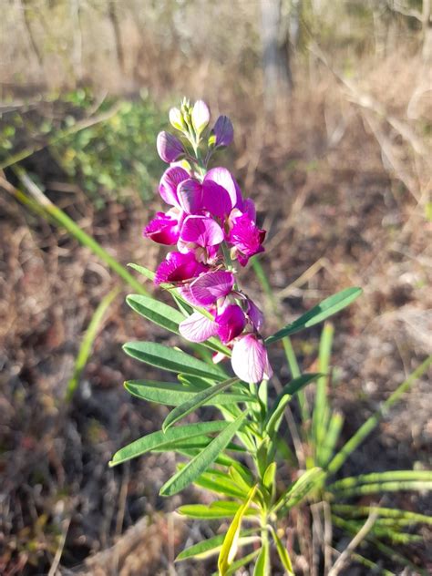 Purple Broom From Carina Qld Australia On August At