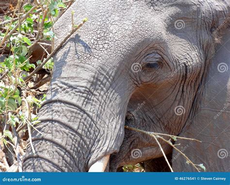 Elephant Eating Stock Image Image Of Safari Animal 46276541