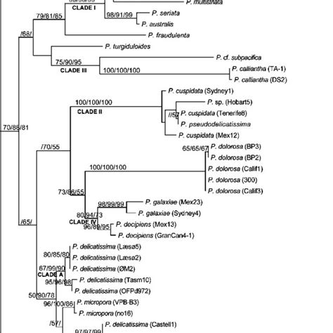 Maximum Likelihood Ml Tree Based On Its S And Its Of The