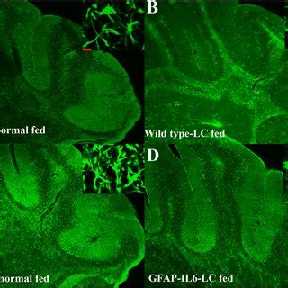 Representative Photomicrographs Of Immunofluorescence Staining For The