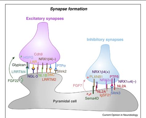 Figure 1 From Molecular Diversity Underlying Cortical Excitatory And