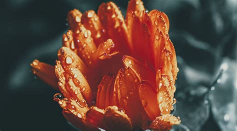 Closeup Of Beautiful Red Daisy Flower In The Rain Photo 2680