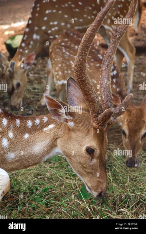 A Close Up Picture Of An Adult Spotted Deer Eating Grass Stock Photo