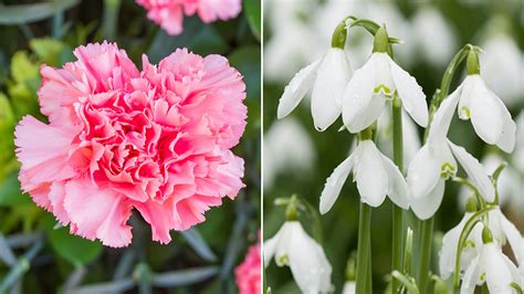 January Birth Flowers The Carnation Snowdrop Petal Talk