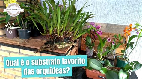 Dicas Dona Maria Qual é o substrato favorito das orquídeas YouTube