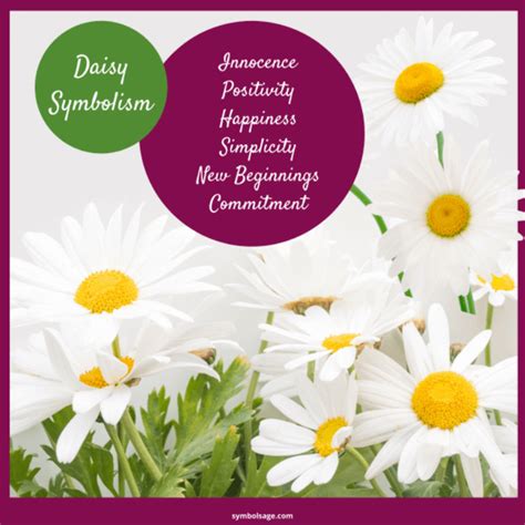 Daisy - Symbolism and Meaning - Symbol Sage