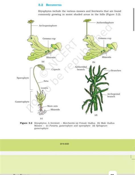 3 2 BrYoPHYTES Bryophytes Include The Various Mosses And Liverworts That