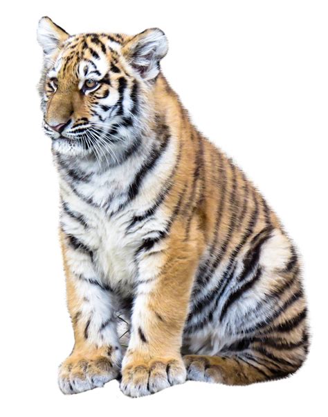 Tiger Png Image Transparent Hq Png Download Freepngimg Tiger Png