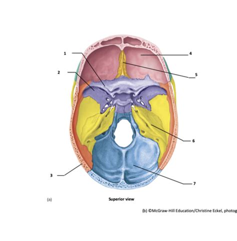 Axial Skeleton Flashcards Quizlet