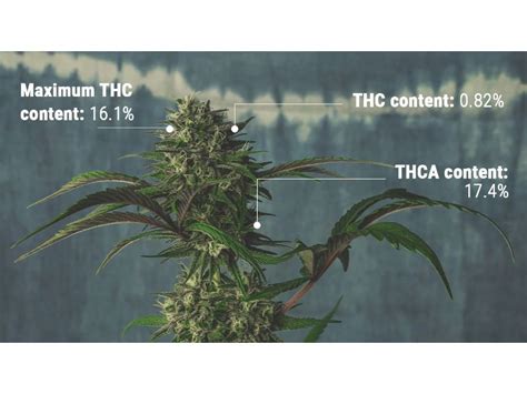 How do they measure THC levels in cannabis – Grow That Weed