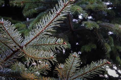 Verkaf Vu Chr Schtbeemercher Commune De Mertzig