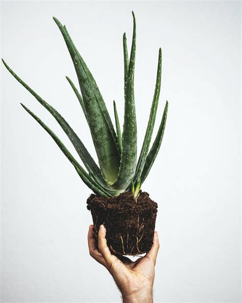 Quel Est Le Meilleur Terreau Pour Aloe Vera Le Coin Potager