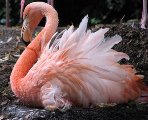 Flamingo | Bird Basic Facts & Beautiful Pictures | Beauty Of Bird