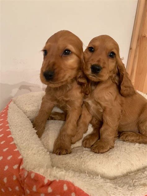 Golden Cocker Spaniel Puppys In Dollar Clackmannanshire Gumtree