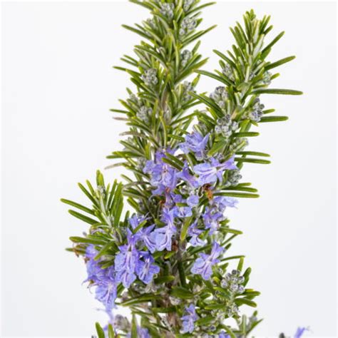 Rosmarinus Officinalis Prostratus Boule Rosmarino Prostrato